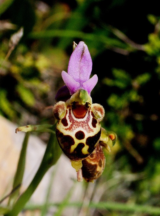 k-Ophrys heldreichii.JPG