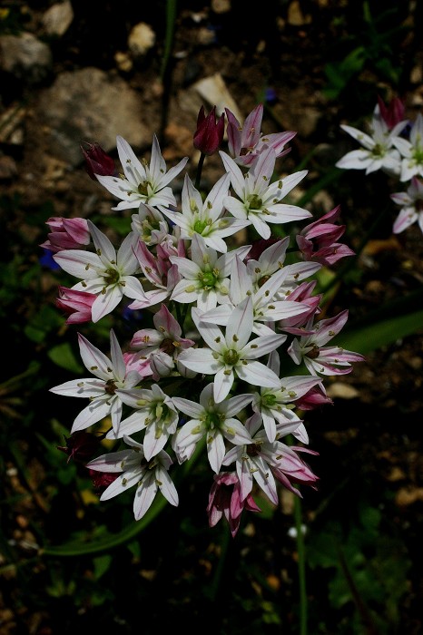 k-Allium commutatum.JPG