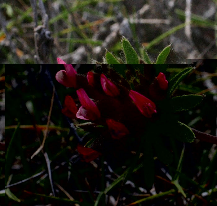 k-Anthyllis vulneraria praepropera.JPG