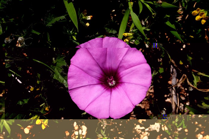 k-Convulvulus althaeoides.JPG