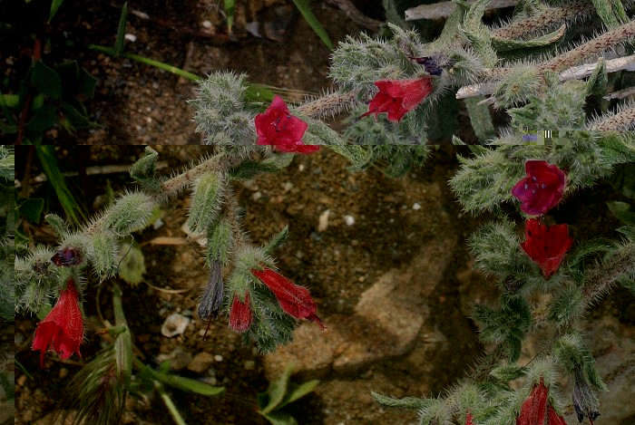 k-Echium angustifolium.JPG