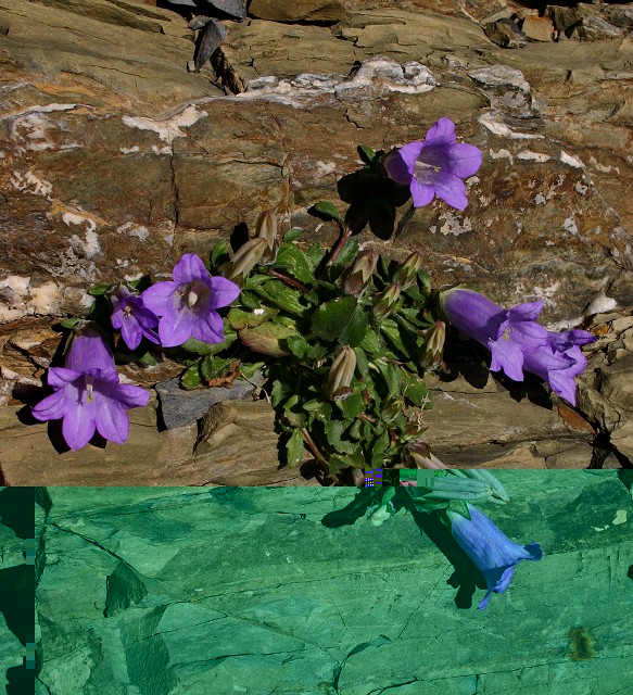 k-6 Campanula tubulosa.JPG