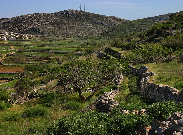 k-23 Wanderweg mit Feigen.JPG