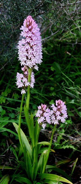 k-8 Anacamptis pyramidalis I.JPG