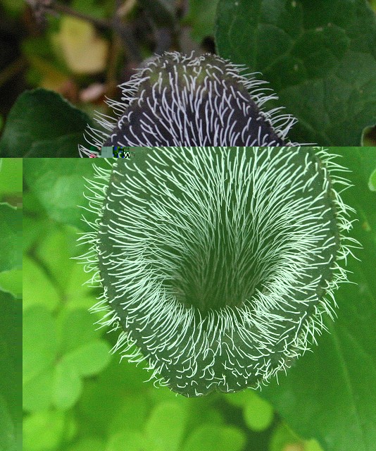 k-11 Aristolochia cretica Detail.JPG