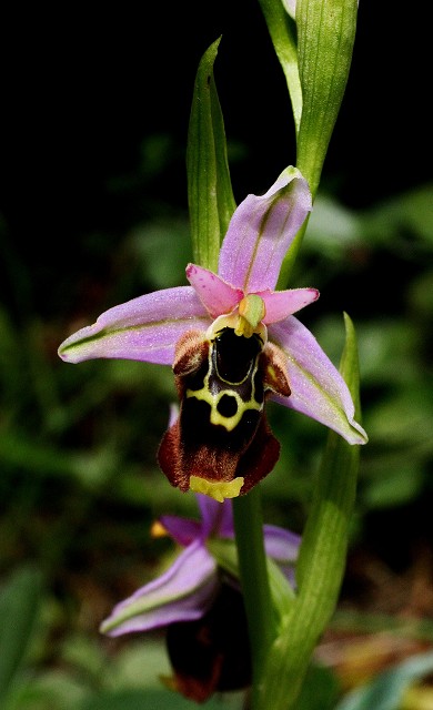 k-31 Ophrys episcopalis.JPG